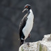 Guanay Cormorant by nicoleweg