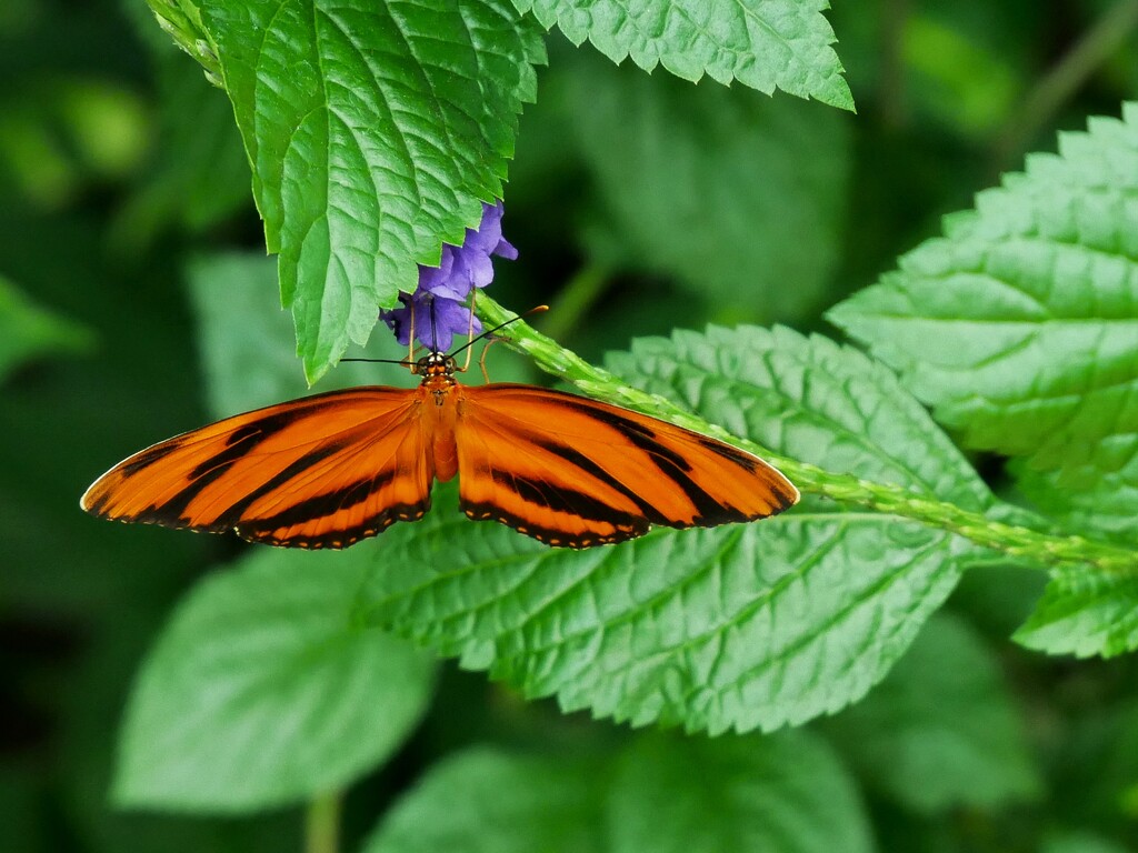 Banded Orange Heliconian by ljmanning