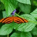 Banded Orange Heliconian