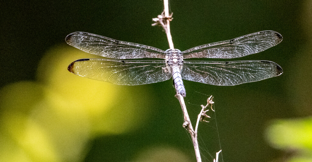 Dragonfly! by rickster549