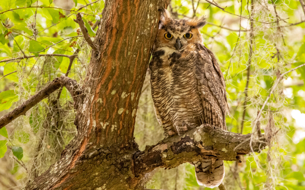 Great Horned Owl Juvenile! by rickster549