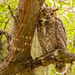 Great Horned Owl Juvenile! by rickster549