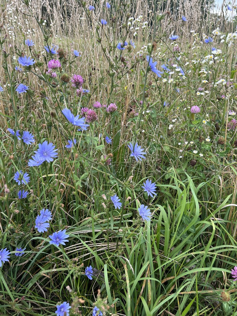 Prairie prettiness by mltrotter