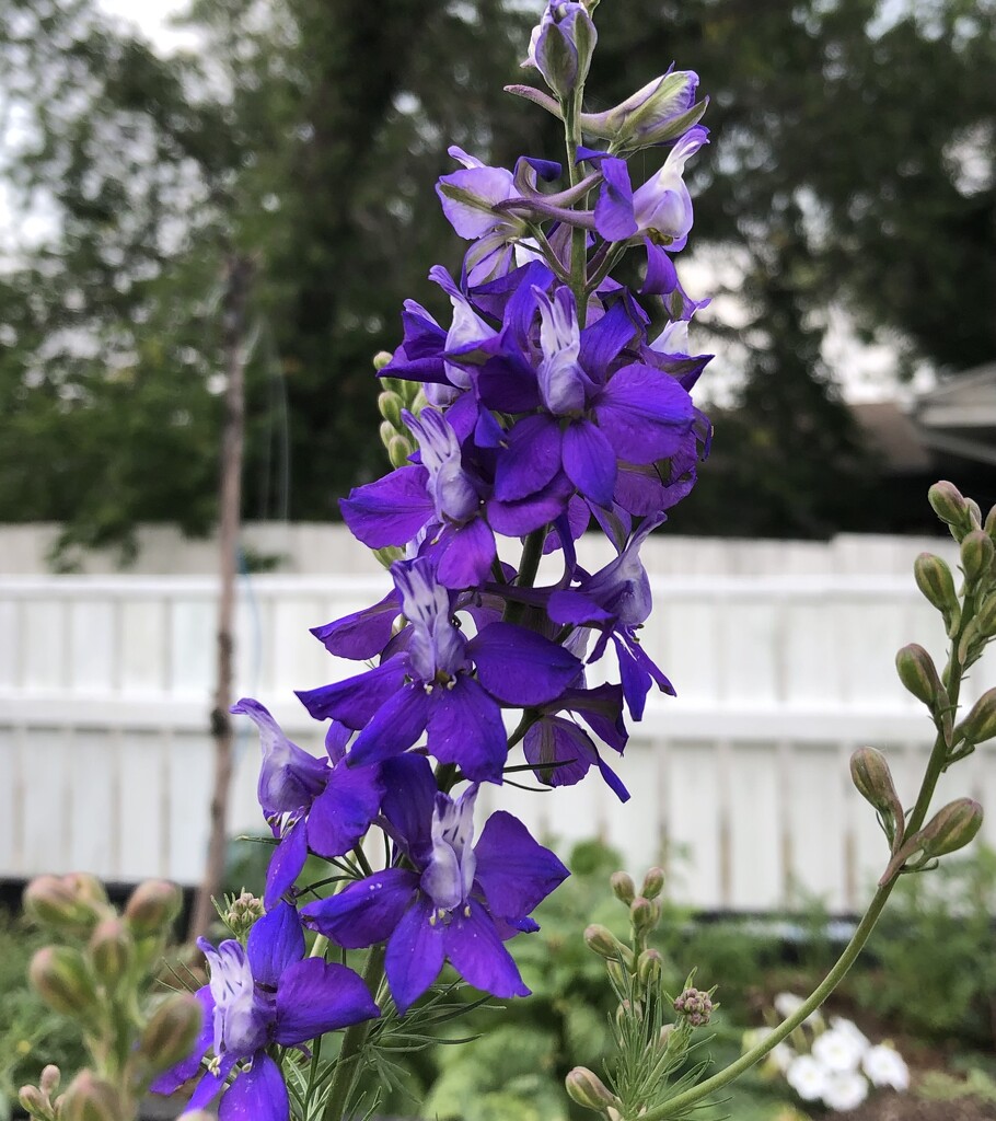 Delphinium  by dailypix