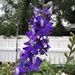 Delphinium  by dailypix