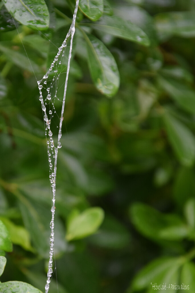 Spider web by parisouailleurs