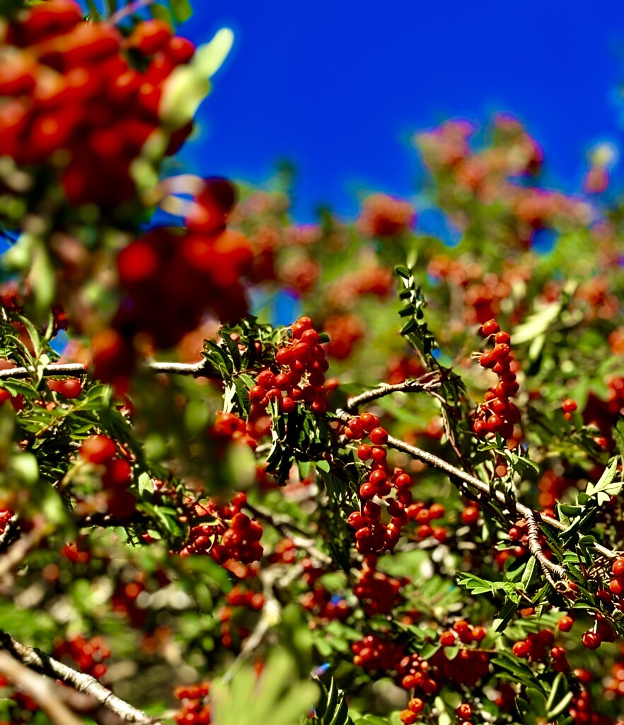 Berry colourful by lizgooster