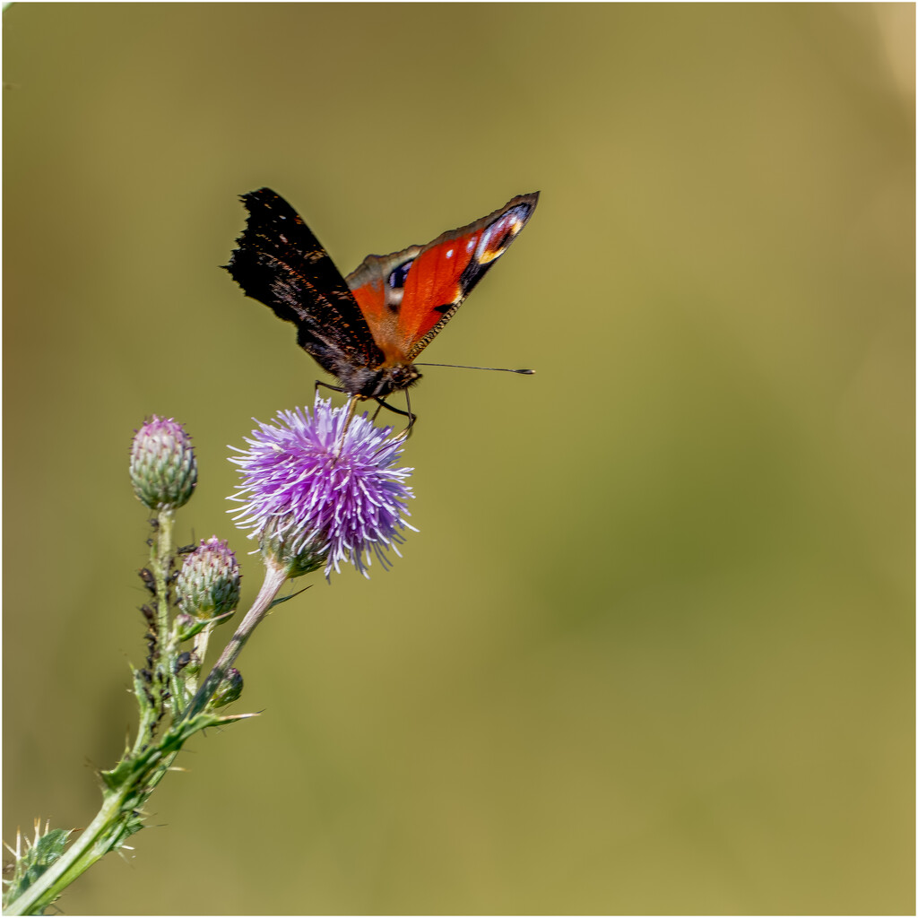 European Peacock Butterfly  by clifford