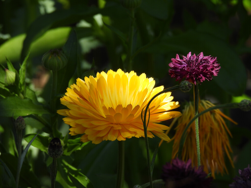 Dappled Sunlight by seattlite