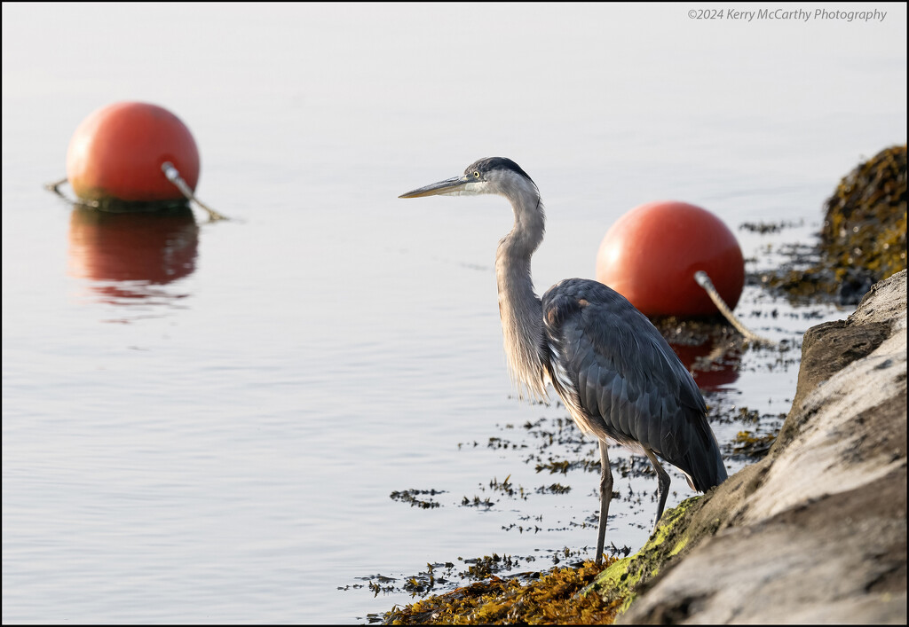 Waiting Patiently by mccarth1