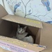 Cat in box by helenawall