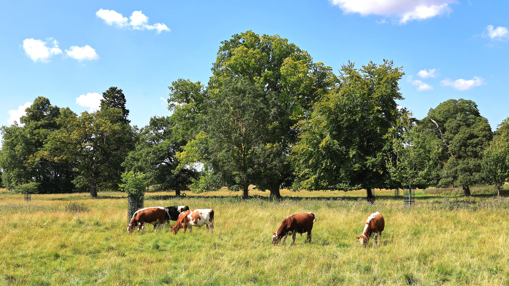 Happy grazing cattle. by neil_ge