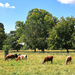 Happy grazing cattle. by neil_ge