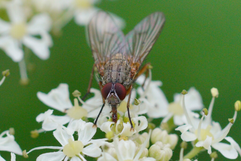 FEEDING FLY by markp