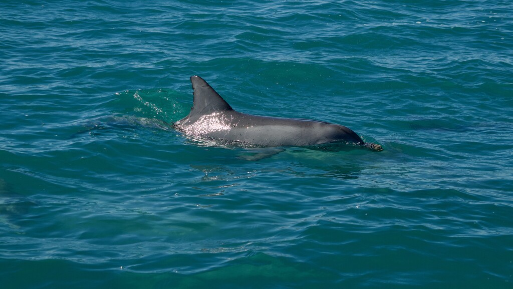 The Dolphins Came Out To Play DSC_2023 by merrelyn