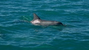 29th Jul 2024 - The Dolphins Came Out To Play DSC_2023