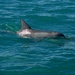 The Dolphins Came Out To Play DSC_2023