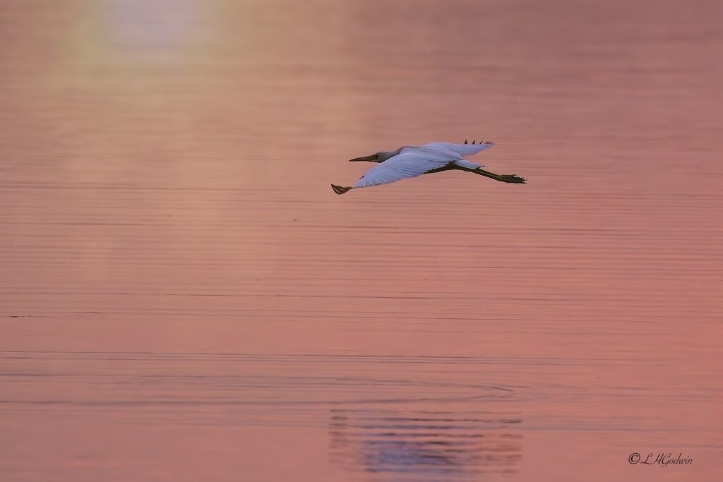 LHG_2464 Little blue fly through morning light by rontu