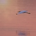 LHG_2464 Little blue fly through morning light by rontu