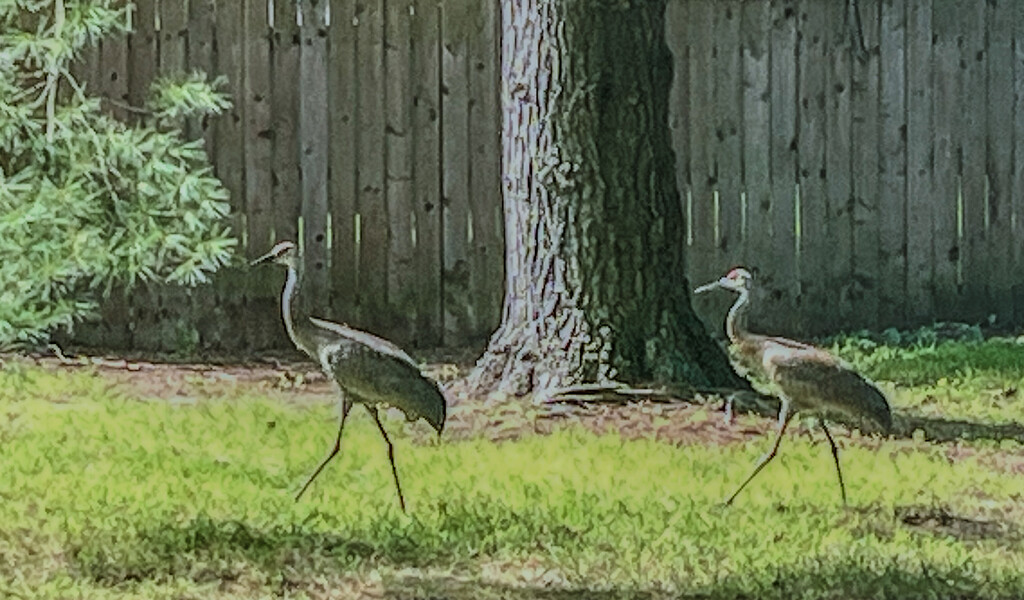 Sandhill Cranes on a stroll by howozzie