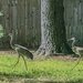 Sandhill Cranes on a stroll