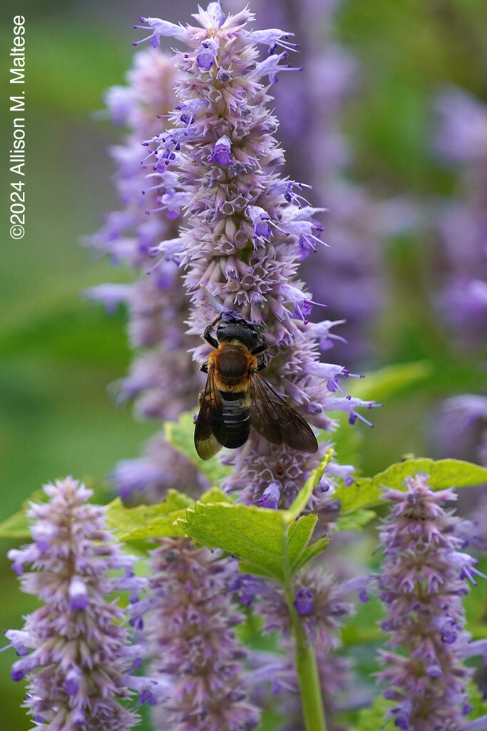 Giant Resin Bee by falcon11