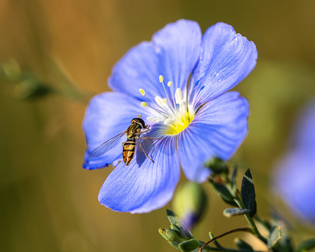 flax by aecasey