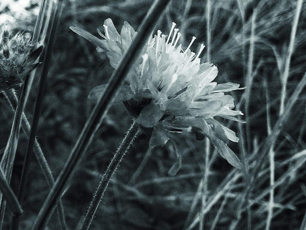 Snapseeding a wild bloom by monikozi