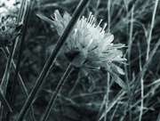 29th Jul 2024 - Snapseeding a wild bloom