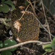 29th Jul 2024 - Hedgehog