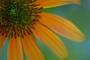 27th Jul 2024 - Coneflower