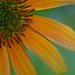 Coneflower by skipt07