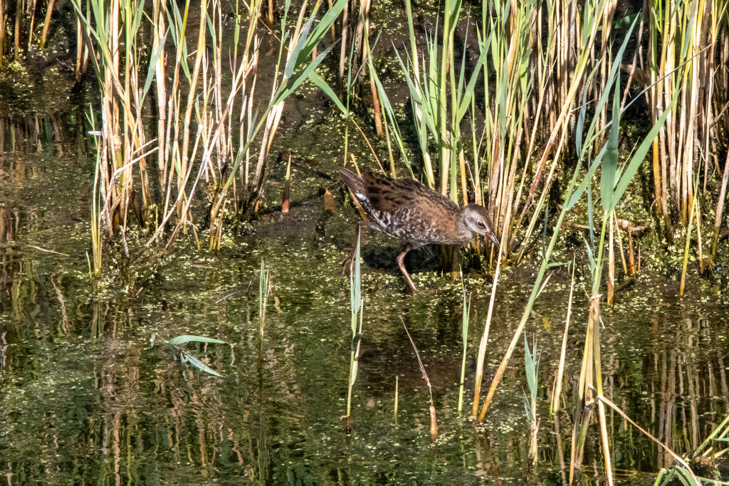 Water Rail by phil_sandford