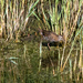 Water Rail by phil_sandford