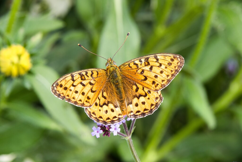 Niobe fritillary by okvalle