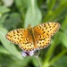 Niobe fritillary by okvalle