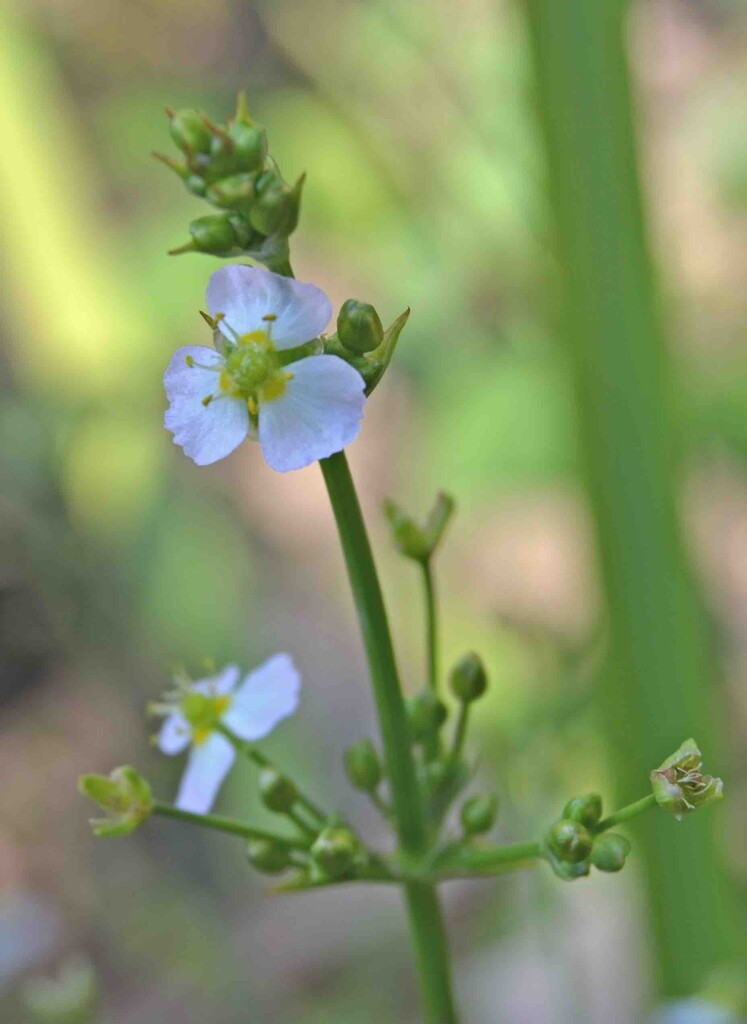 European Water Plantain by arkensiel