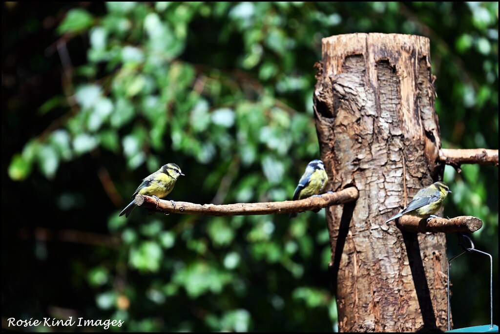 Three of a kind at RSPB by rosiekind