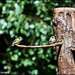 Three of a kind at RSPB by rosiekind