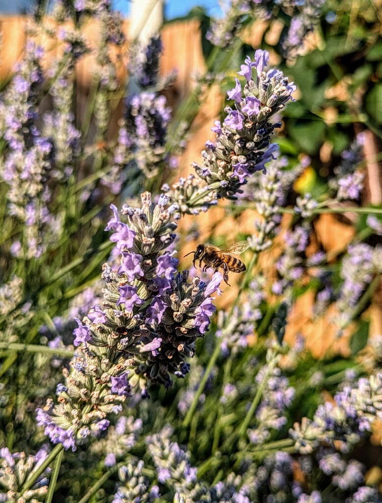 Bee on the lavender  by boxplayer