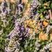 Bee on the lavender  by boxplayer