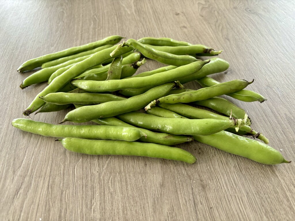 Broad Beans by gillian1912