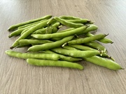 26th Jul 2024 - Broad Beans