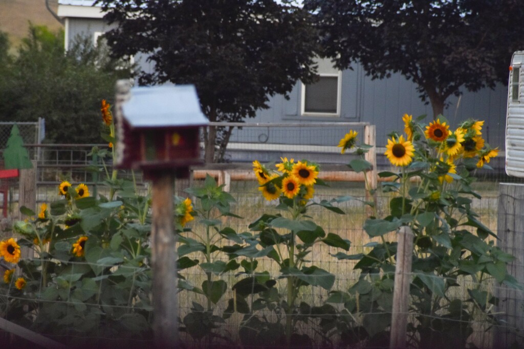 Volunteer Sunflowers by bjywamer