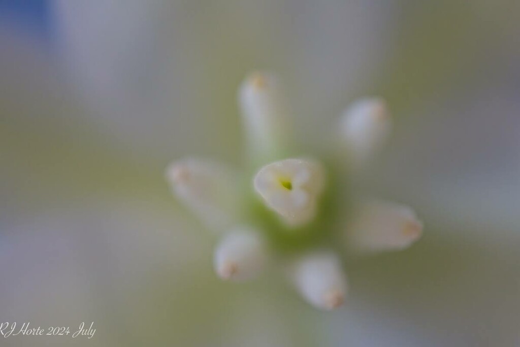 Yucca Flower by horter