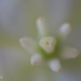 Yucca Flower by horter