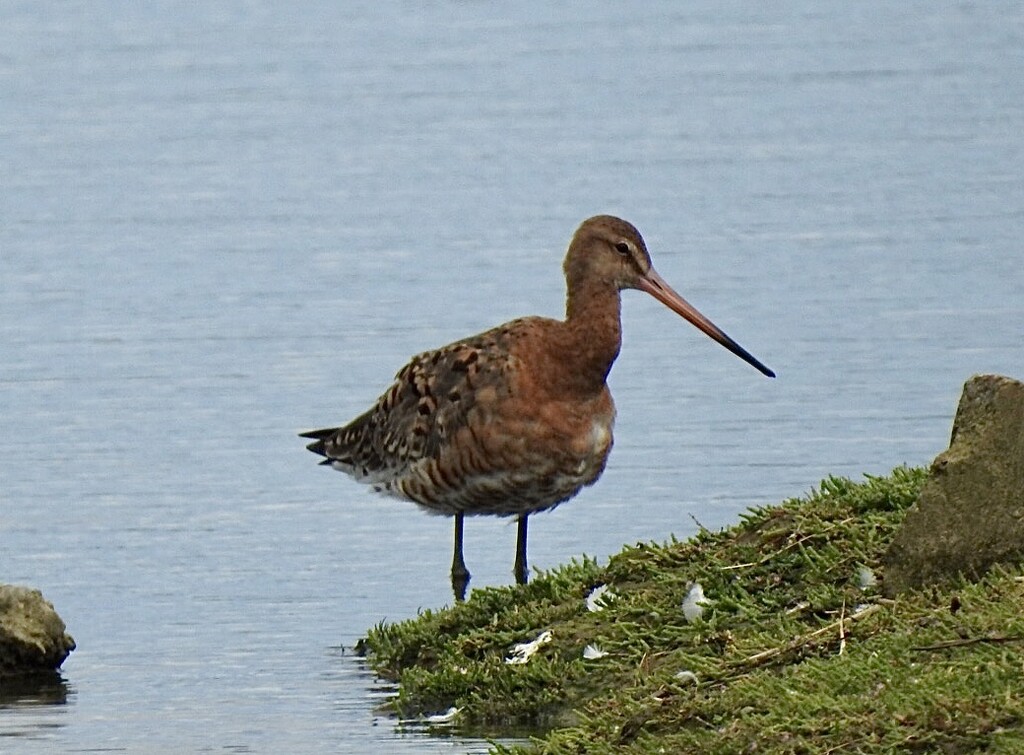 Bar Tailed Godwit by susiemc