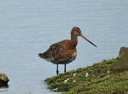 17th Jul 2024 - Bar Tailed Godwit