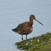 Bar Tailed Godwit by susiemc