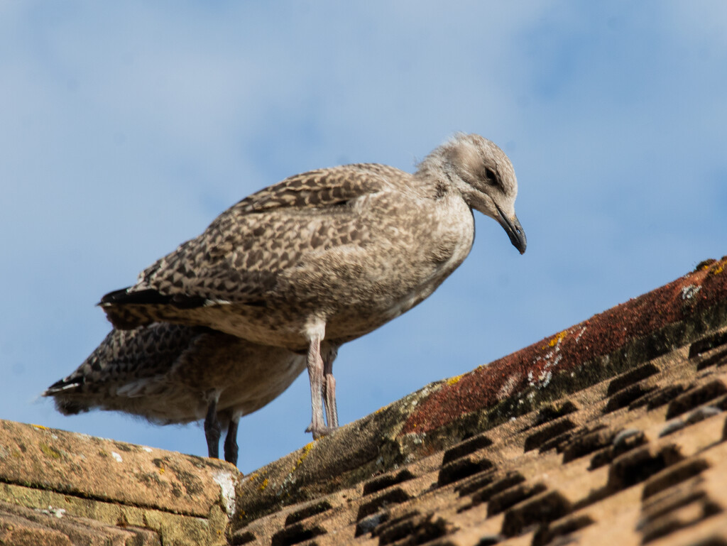 baby seagulls by josiegilbert